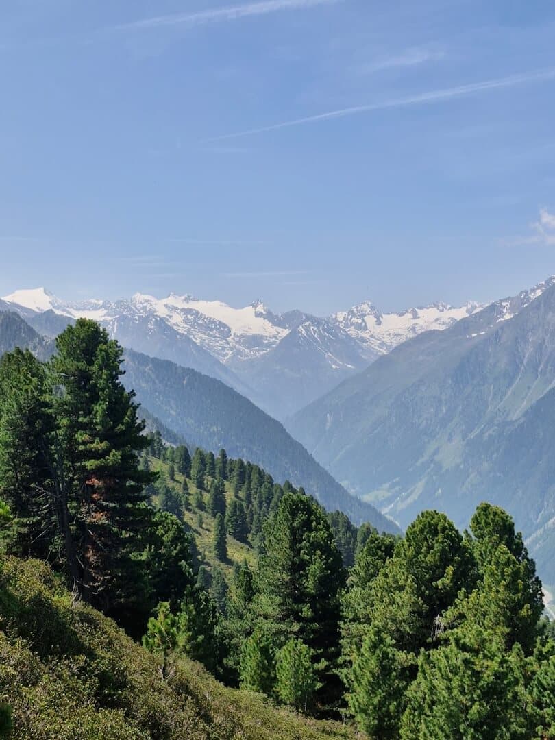 Ein Bild eines Zirbenwaldes